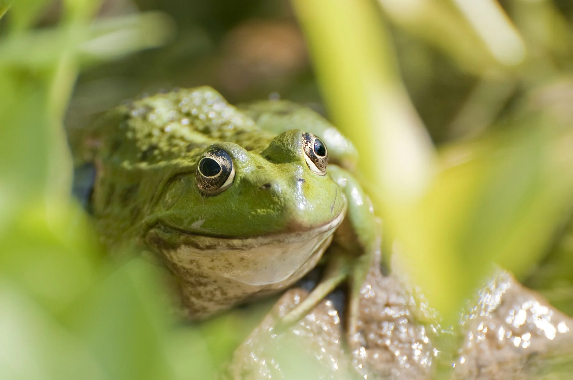 A detailed close-up image of a green frog amidst lush foliage in its natural outdoor environment.