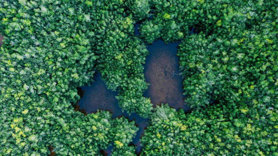Drone shot of a dense green forest with small ponds, showcasing natural beauty and tranquility.