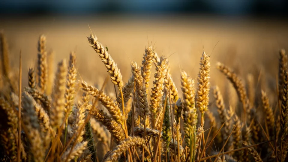 Close-up of golden wheat stalks in a sunlit field, symbolizing agriculture and harvest.