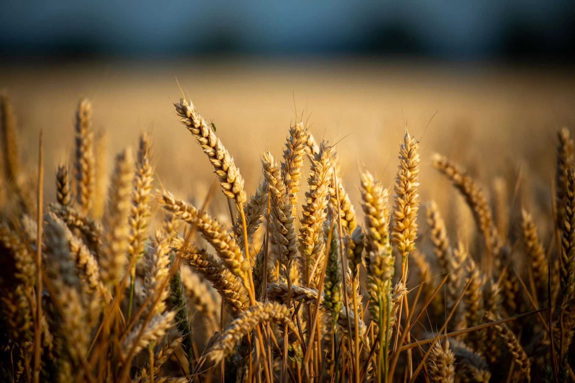 Close-up of golden wheat stalks in a sunlit field, symbolizing agriculture and harvest.