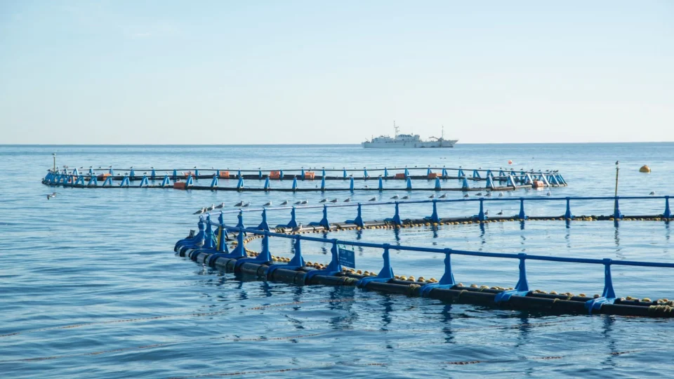 Aerial view of fish pens in a tranquil ocean setting with a distant ship.