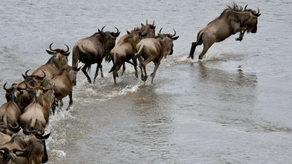 A dramatic scene of wildebeest crossing a river during migration in the Serengeti.