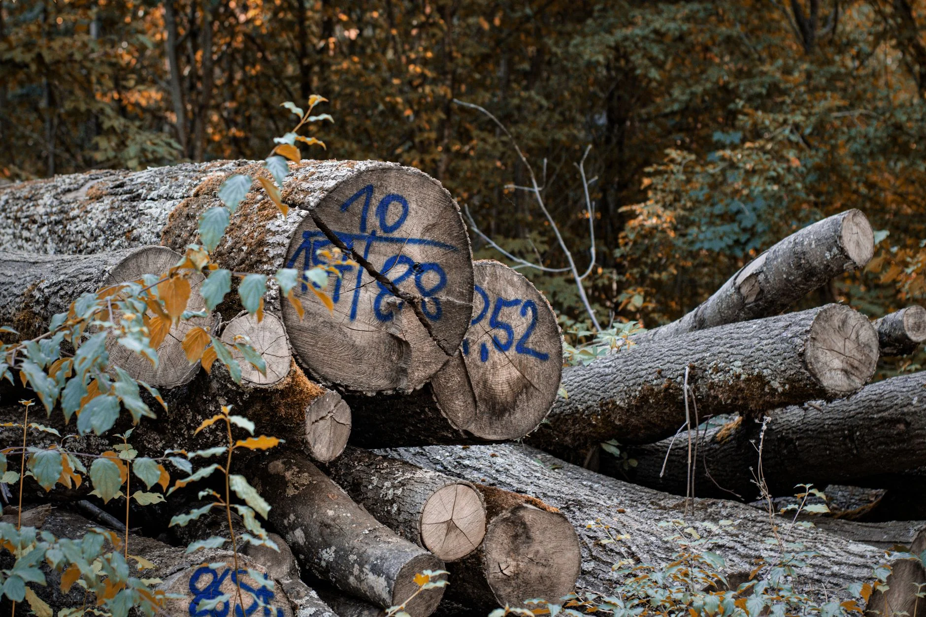 Stack of cut logs with blue markings in autumn forest, showcasing deforestation and natural resources.
