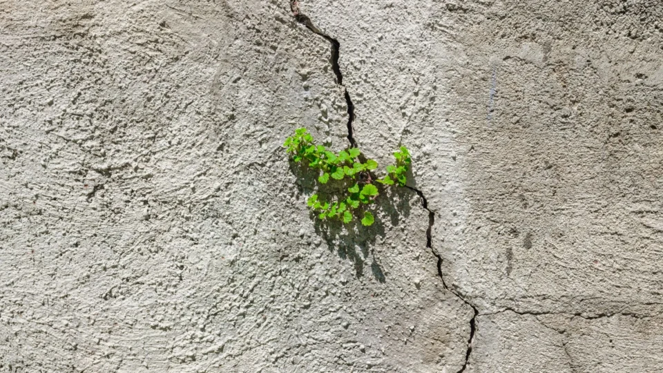 Green plant emerging through a cracked concrete wall, symbolizing resilience and natural growth in an urban environment.