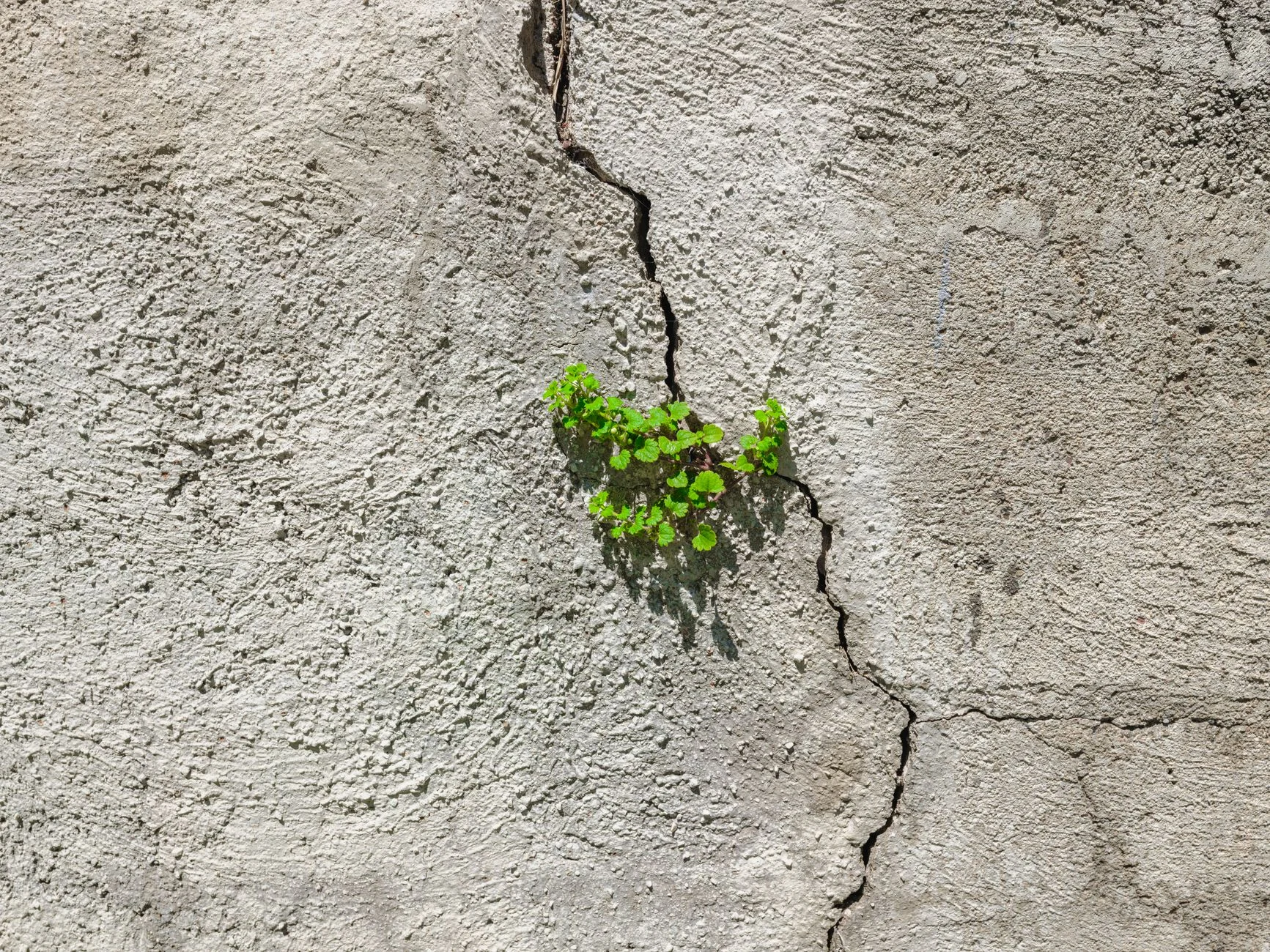 Green plant emerging through a cracked concrete wall, symbolizing resilience and natural growth in an urban environment.