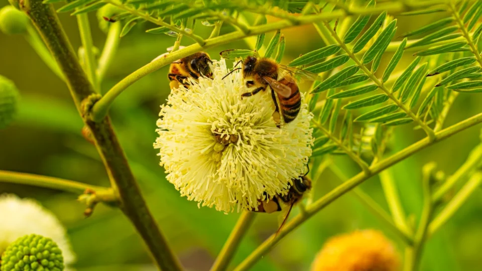 Honeybees gather pollen on a blooming mimosa flower, showcasing pollination in summer.