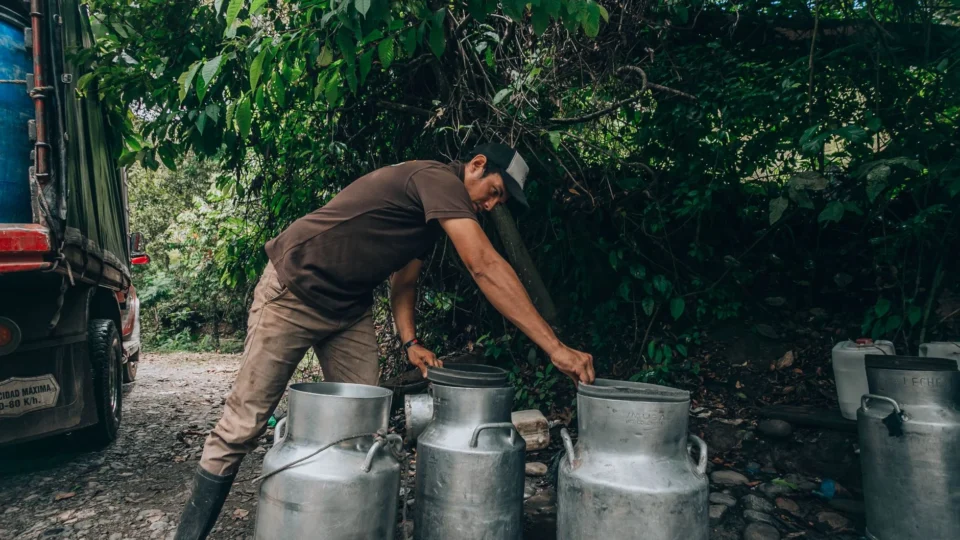 A man loading milk cans onto a truck on a forest road. Rural and outdoor scene.