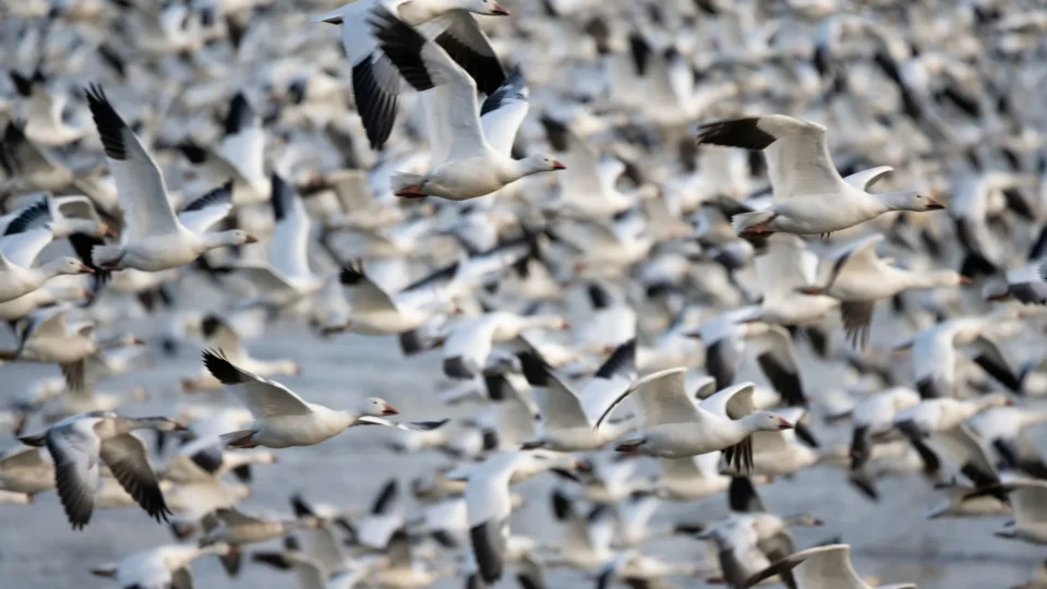 A large flock of snow geese flying together during migration in Stevens, Pennsylvania.