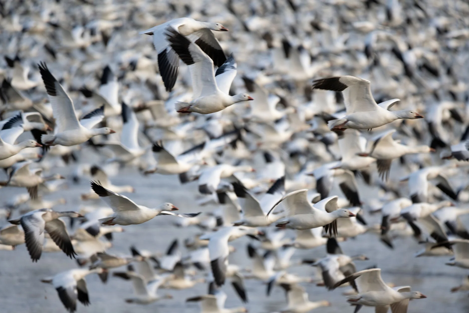 A large flock of snow geese flying together during migration in Stevens, Pennsylvania.