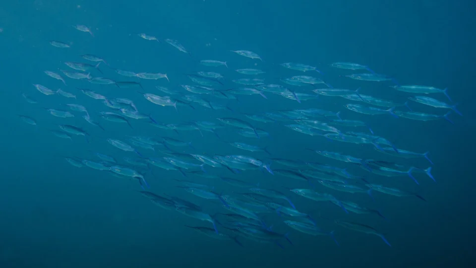 A captivating view of a shoal of fish swimming gracefully underwater in the clear blue Hawaiian waters.